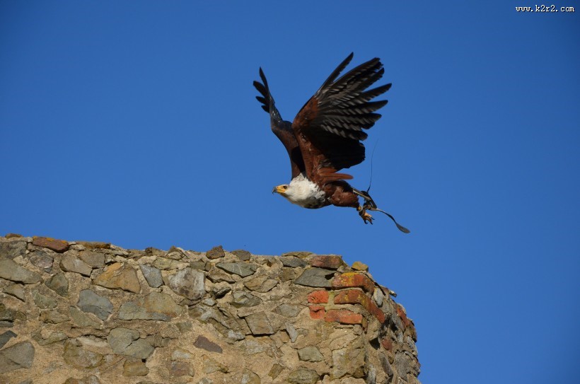 美国国鸟白头海雕图片
