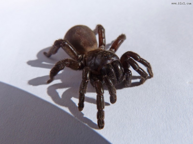 微距拍摄的蜘蛛图片大全