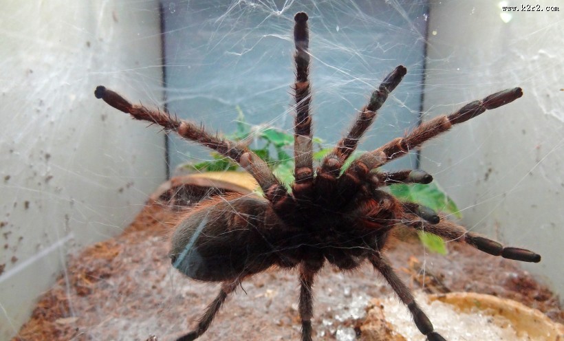 微距拍摄的蜘蛛图片大全