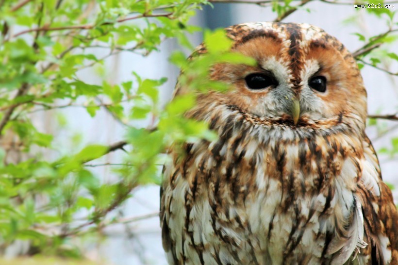 呆萌的猫头鹰图片大全
