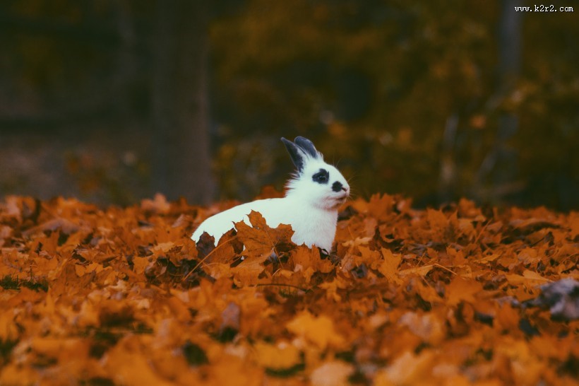 可爱的小白兔图片