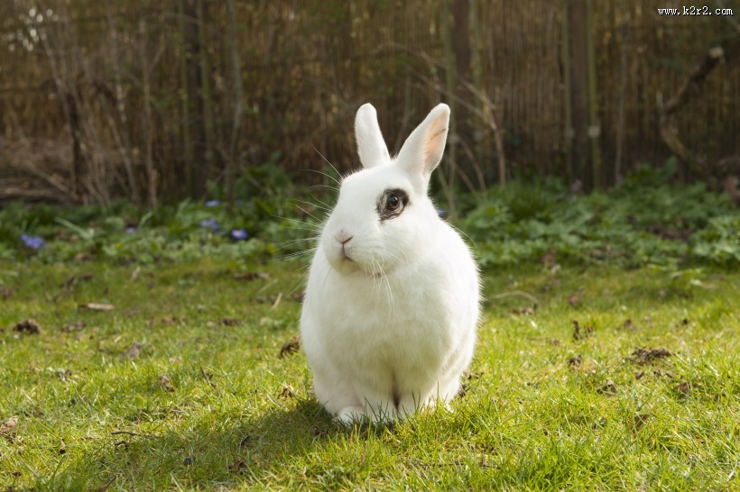 可爱的小白兔图片