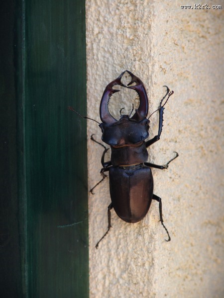 力量惊人的犀牛甲虫图片大全
