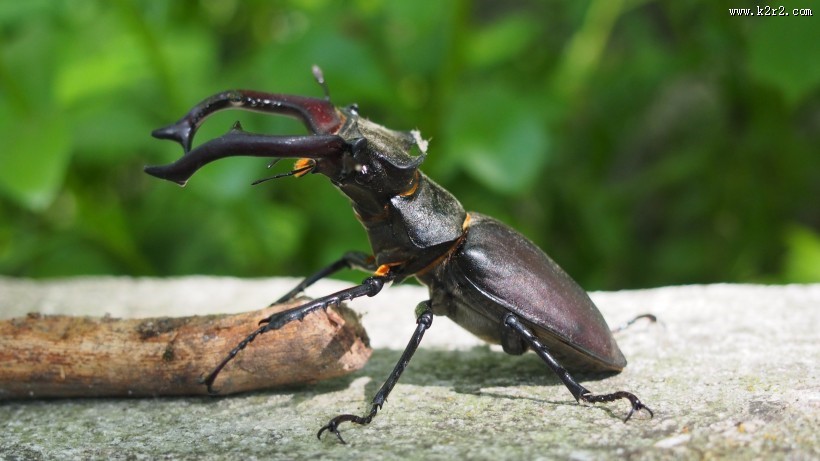 力量惊人的犀牛甲虫图片大全
