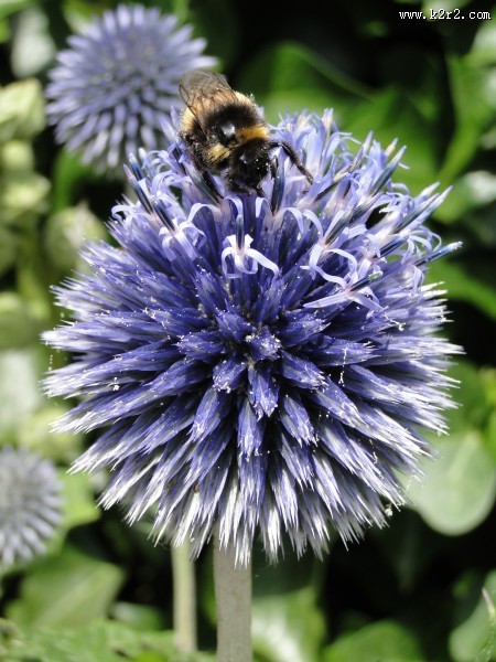 正在采花蜜的蜜蜂图片