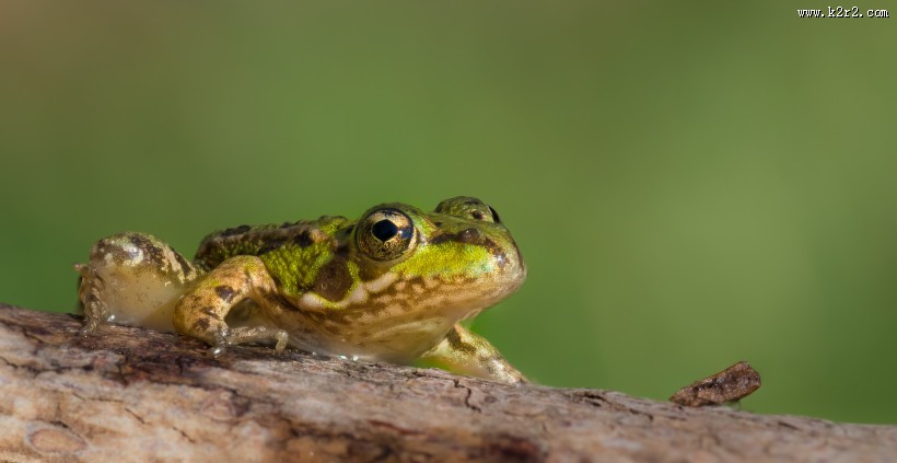 青蛙高清图片