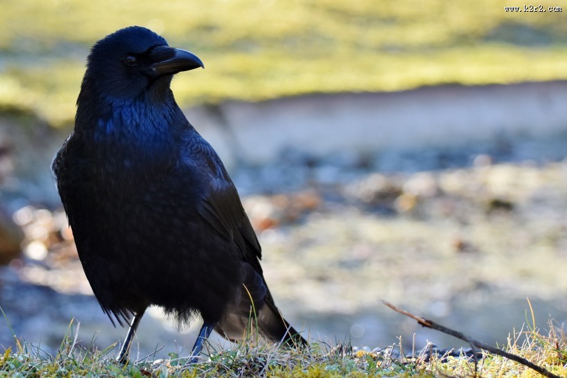 一只黑色羽毛的乌鸦图片