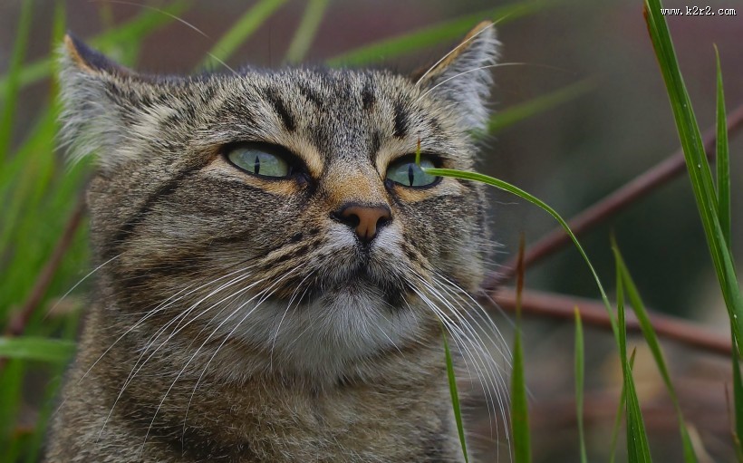 睁大双眼的小猫图片大全