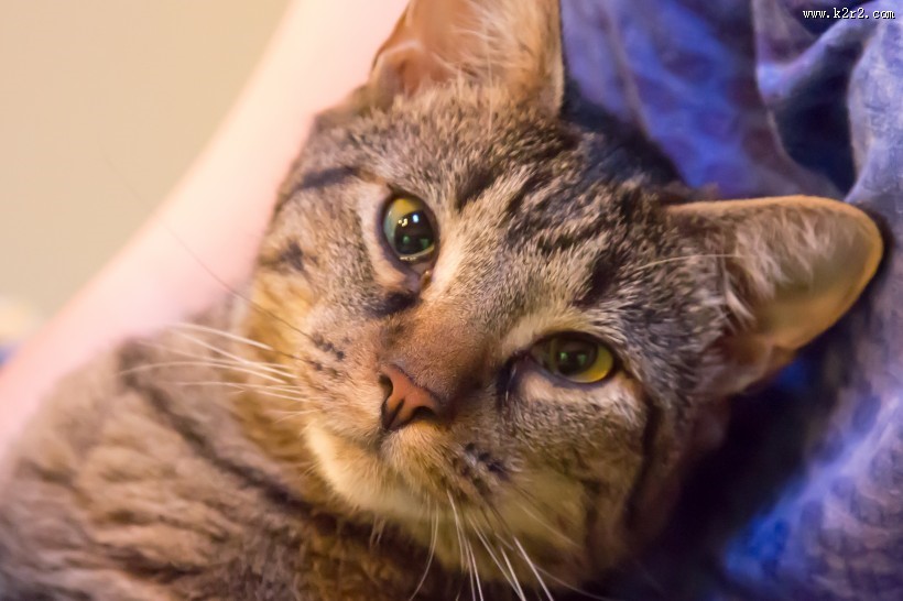 睁大双眼的小猫图片大全