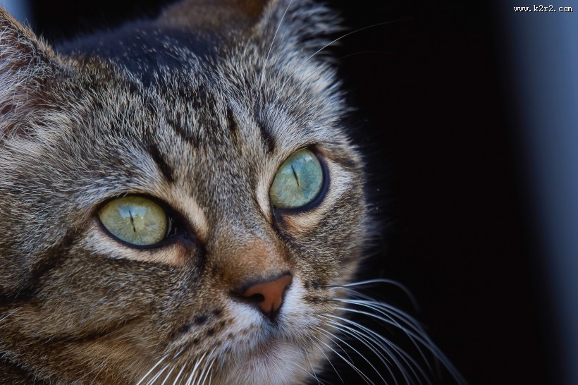 睁大双眼的小猫图片大全