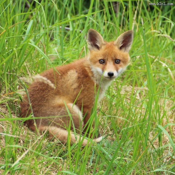 狡诈的狐狸图片大全