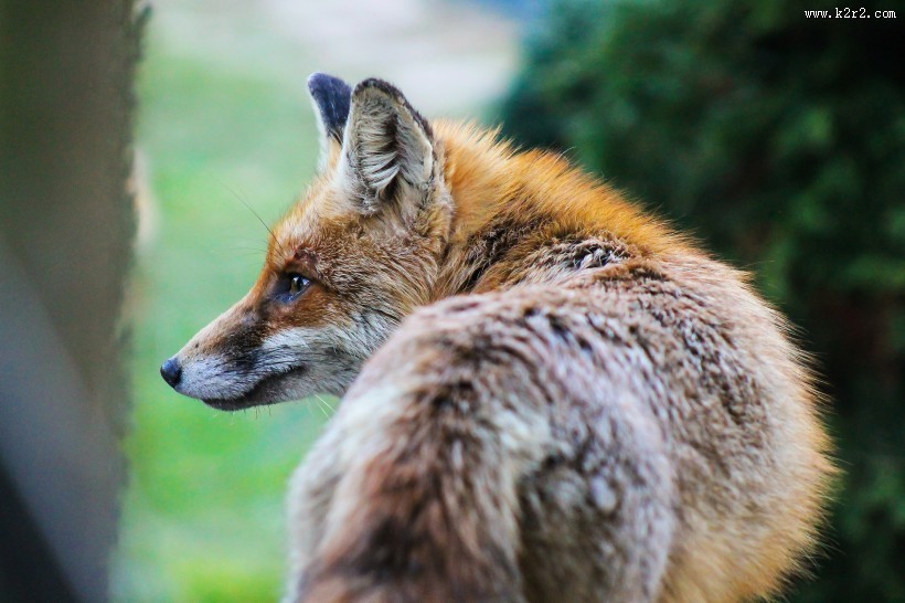 狡诈的狐狸图片大全