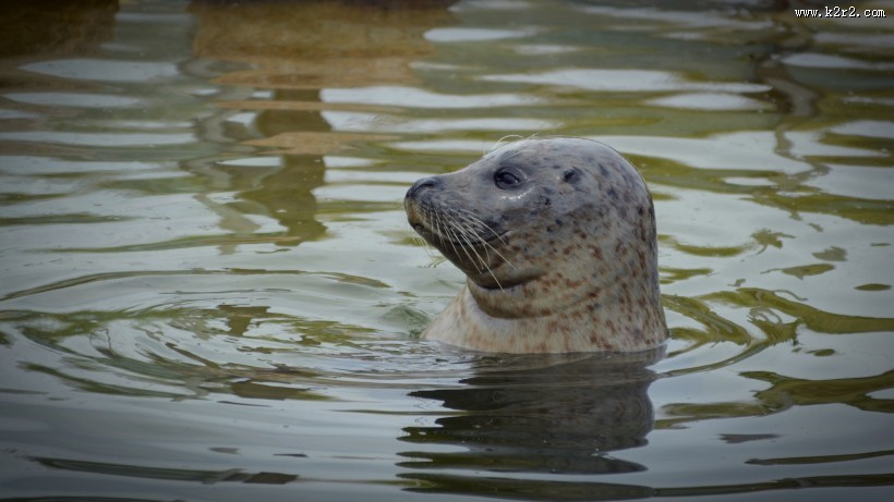 水中的海狮图片大全