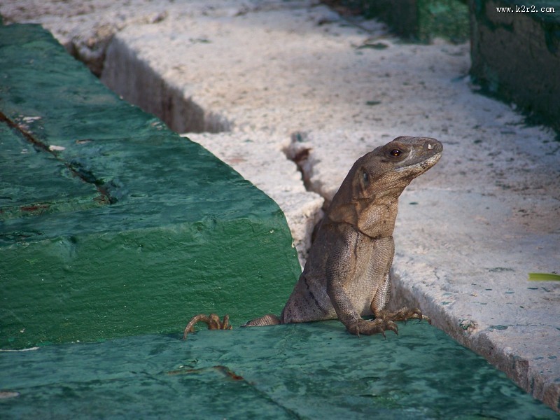 水中的海狮图片大全