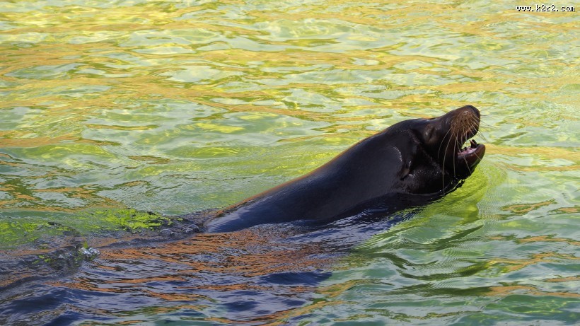 水中的海狮图片大全