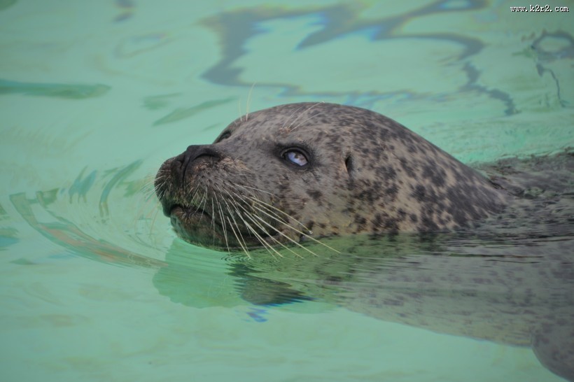 水中的海狮图片大全
