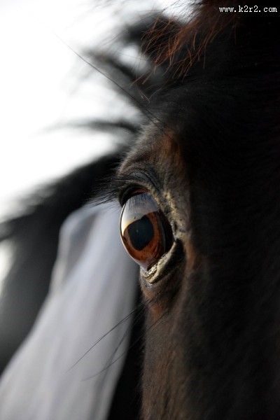 马的眼睛特写图片