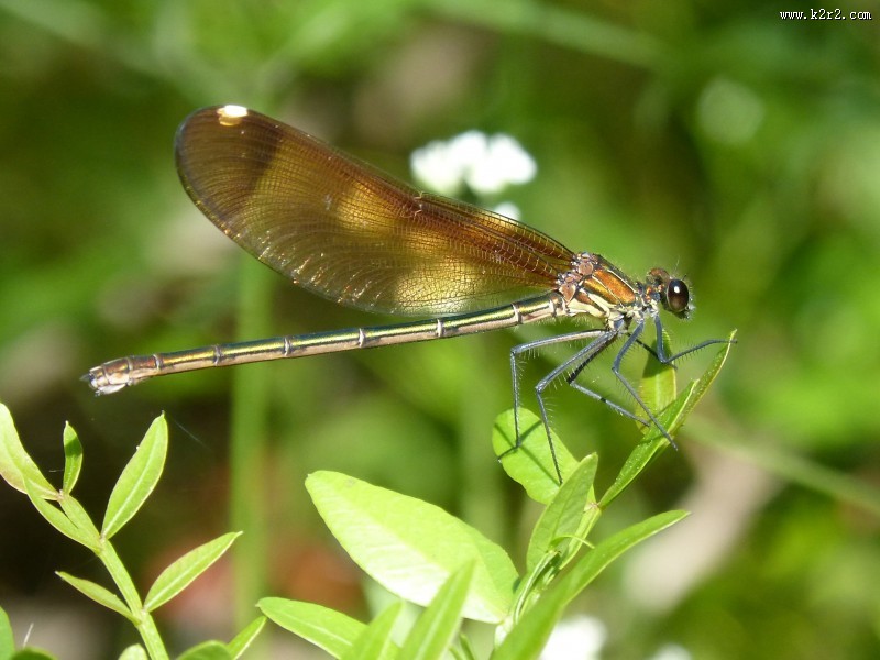 轻盈停落的蜻蜓图片大全