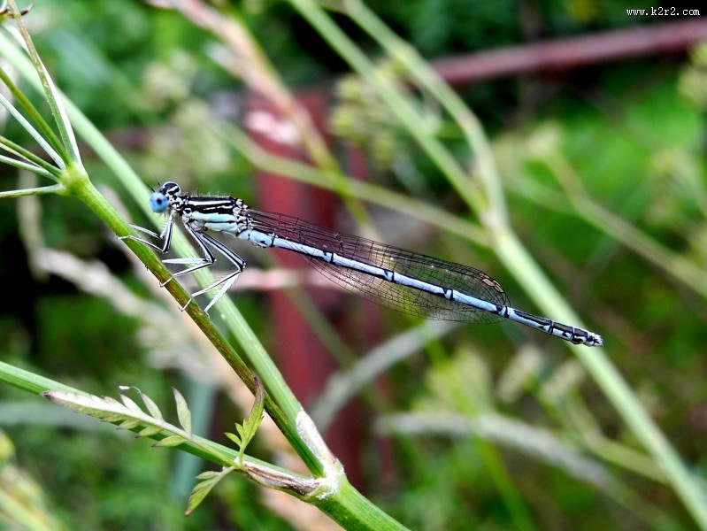 轻盈停落的蜻蜓图片大全