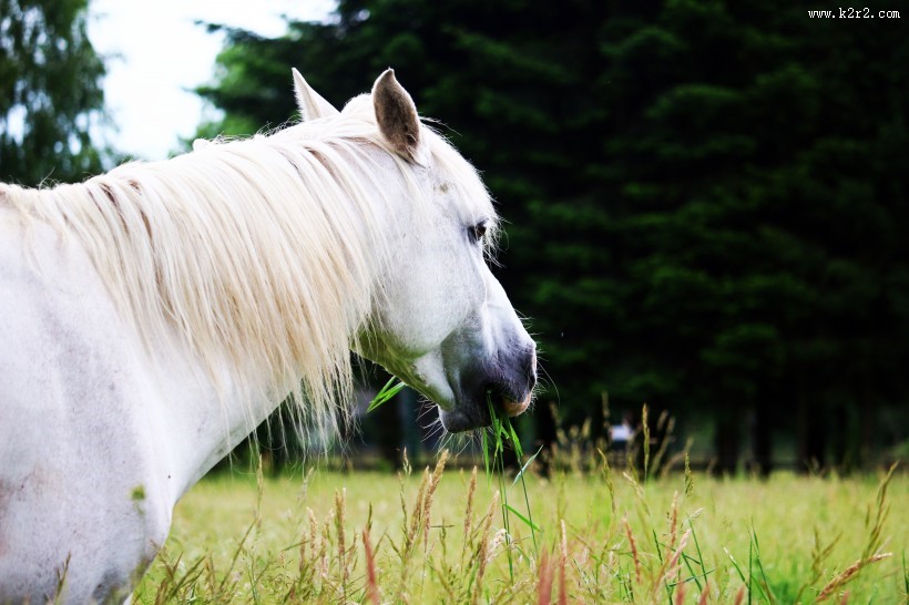 一匹俊美的白马图片