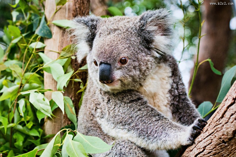 树上攀爬的考拉图片