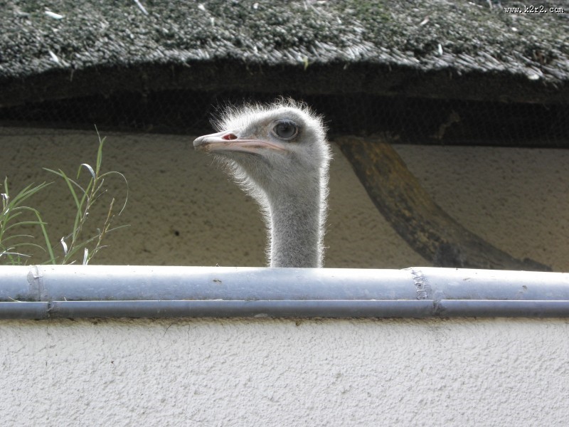 鸵鸟头部高清图片
