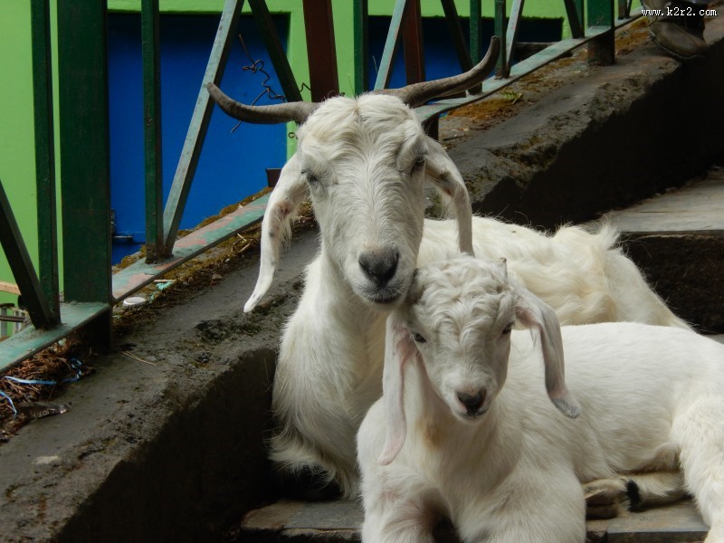 温顺的山羊图片大全