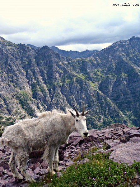 温顺的山羊图片大全