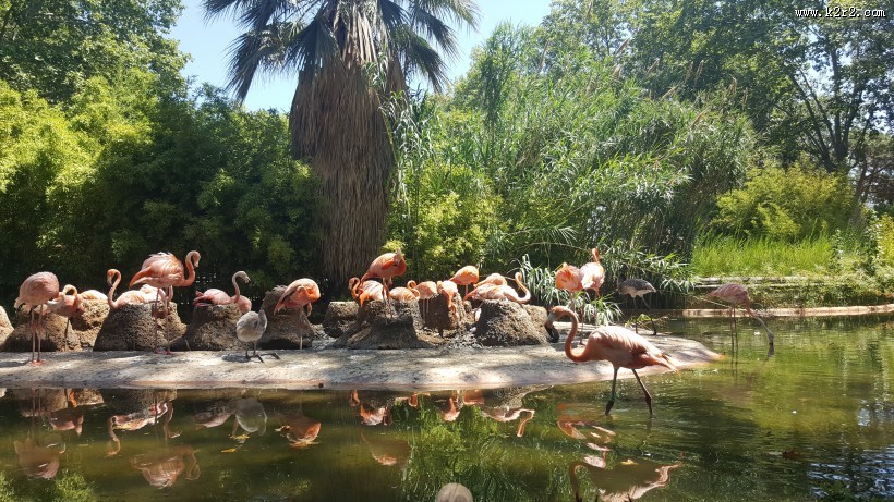 一群火烈鸟图片