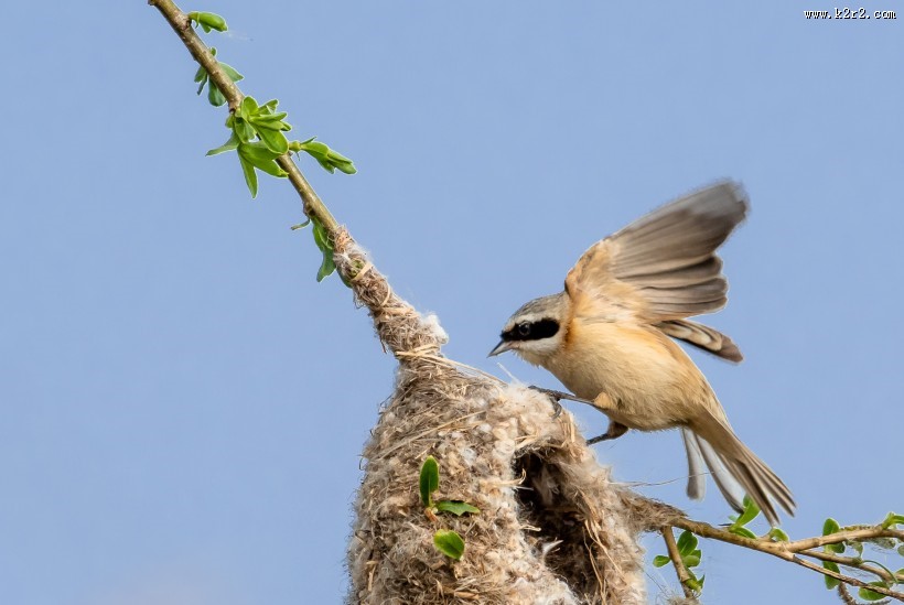 中华攀雀鸟类图片大全