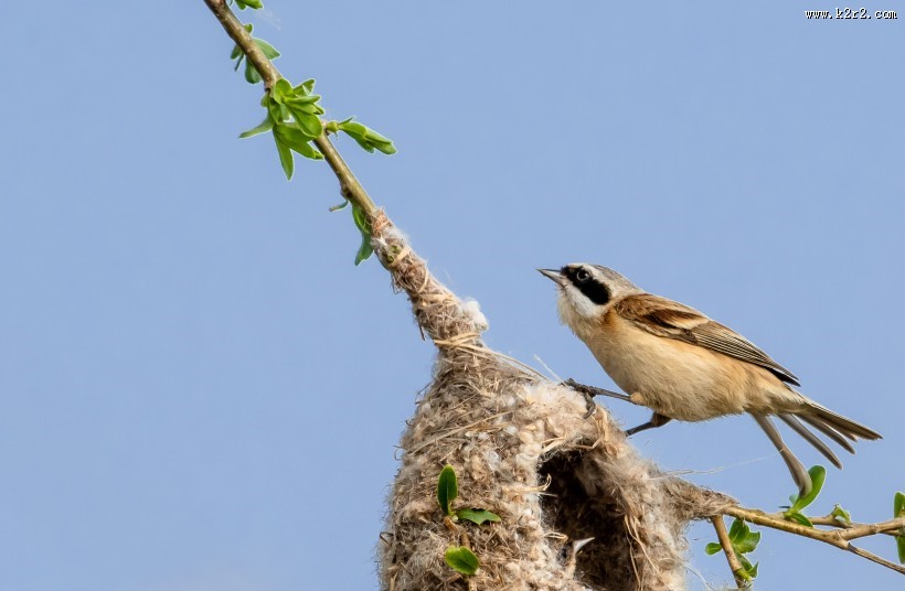 中华攀雀鸟类图片大全
