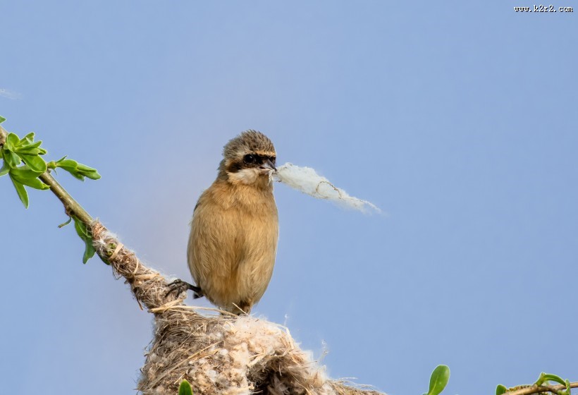 中华攀雀鸟类图片大全