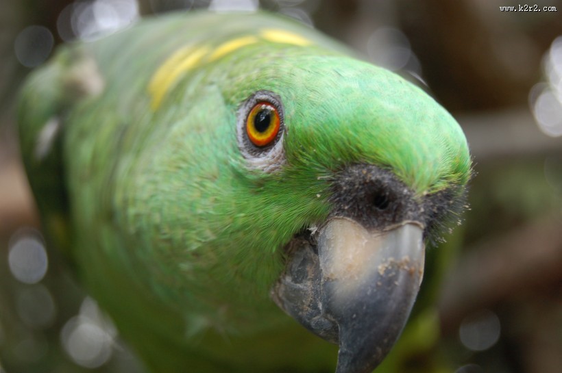 绿色的鹦鹉图片