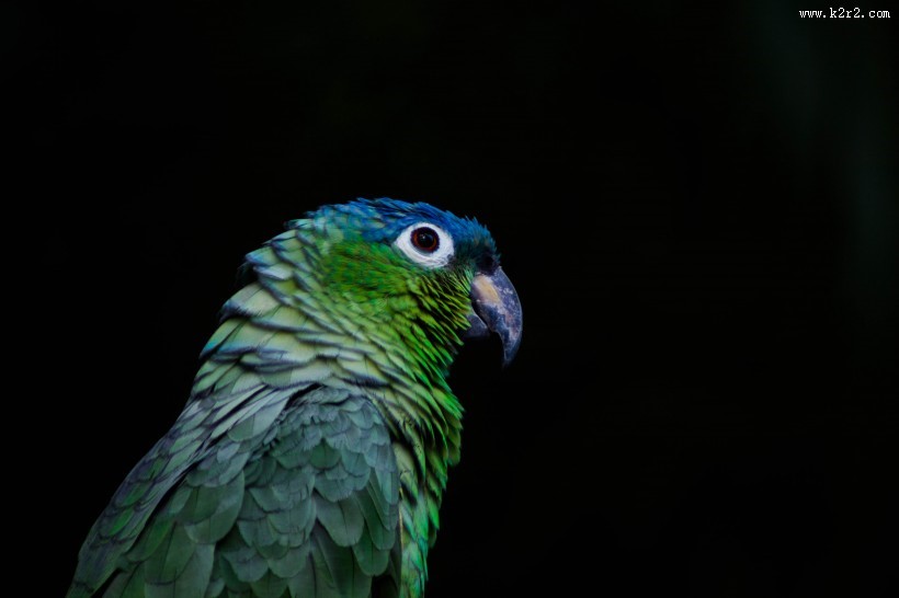 绿色的鹦鹉图片