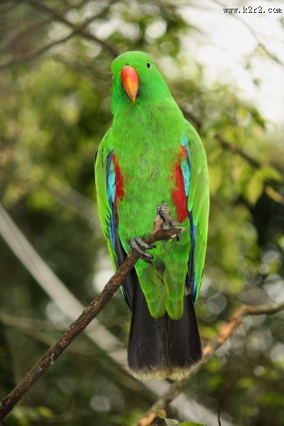 绿色的鹦鹉图片