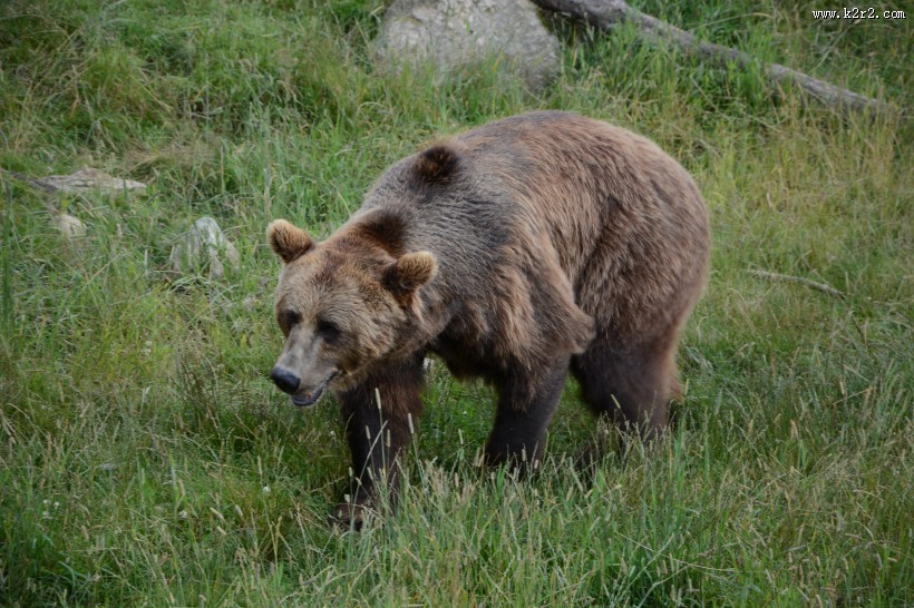 体型庞大的棕熊图片大全