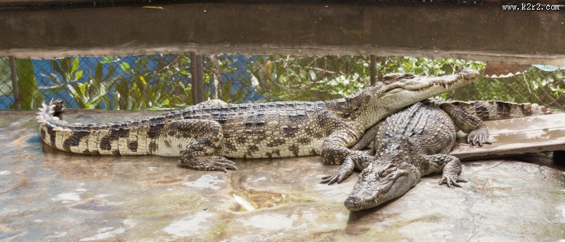 凶猛的鳄鱼图片