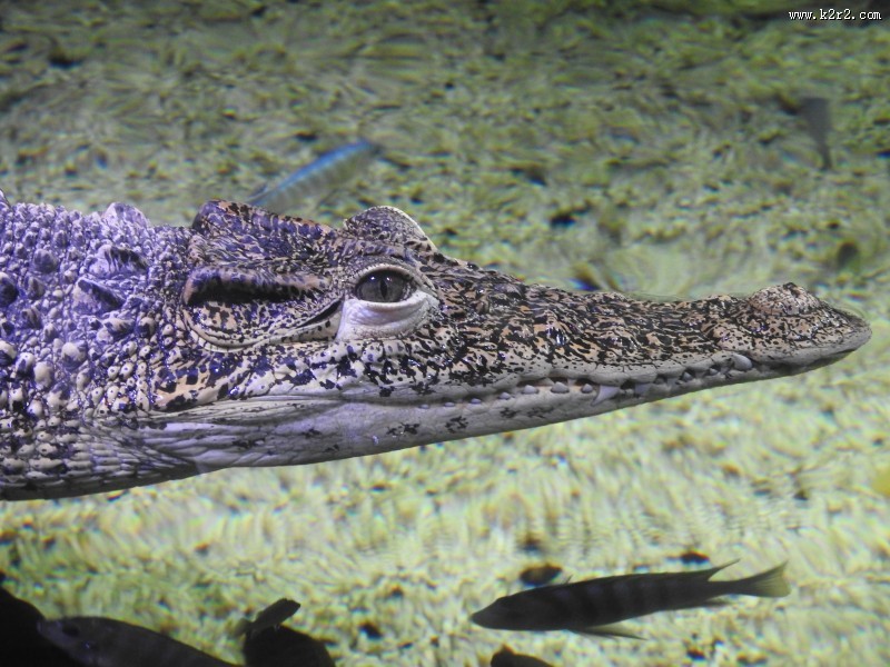 凶猛的鳄鱼图片