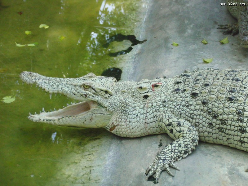 凶猛的鳄鱼图片