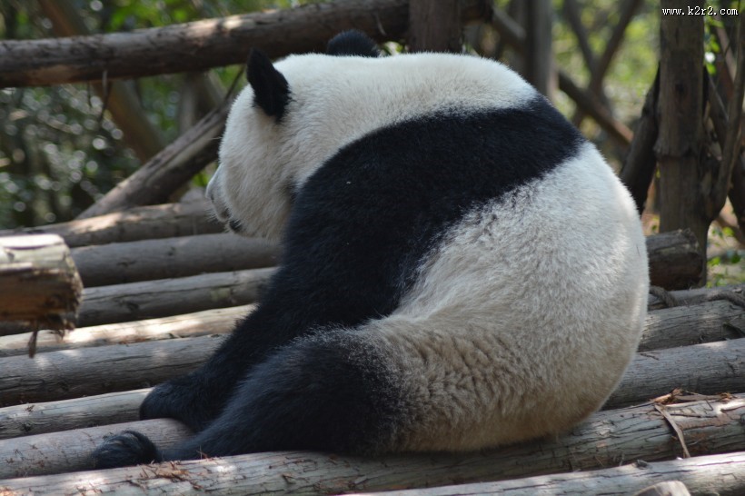 动物园里的国宝大熊猫图片