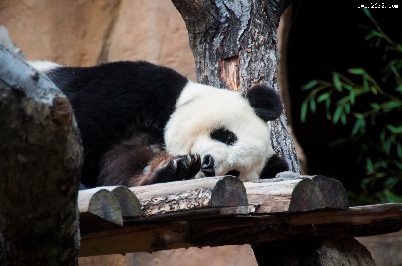 动物园里的国宝大熊猫图片