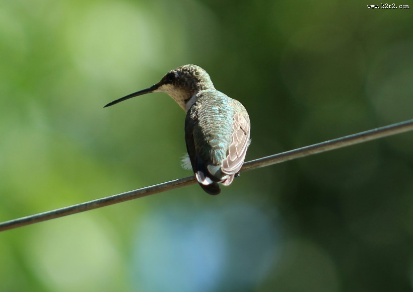 体态轻盈的蜂鸟图片