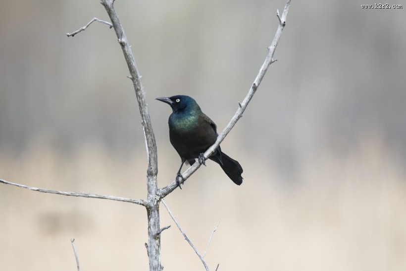 体态轻盈的蜂鸟图片