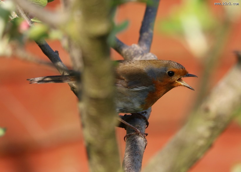 体态轻盈的蜂鸟图片
