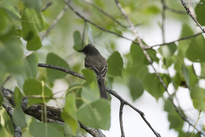 体态轻盈的蜂鸟图片