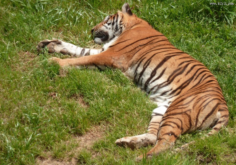 健壮的老虎图片