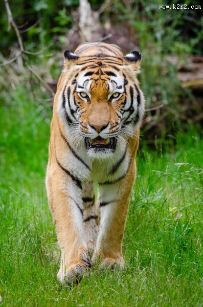 健壮的老虎图片