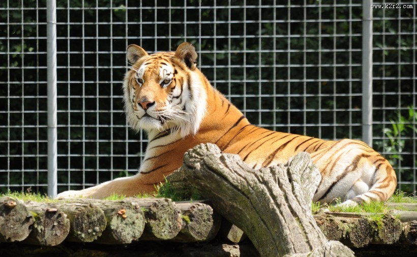 健壮的老虎图片