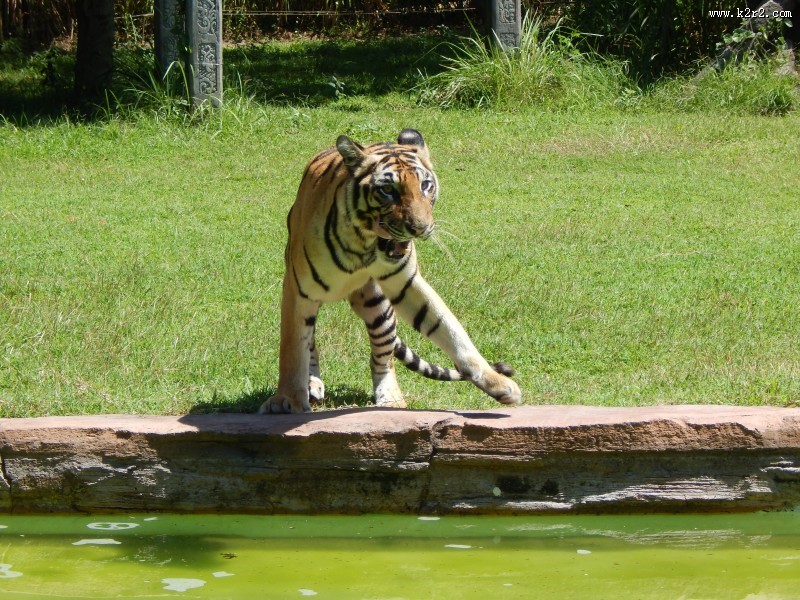 健壮的老虎图片