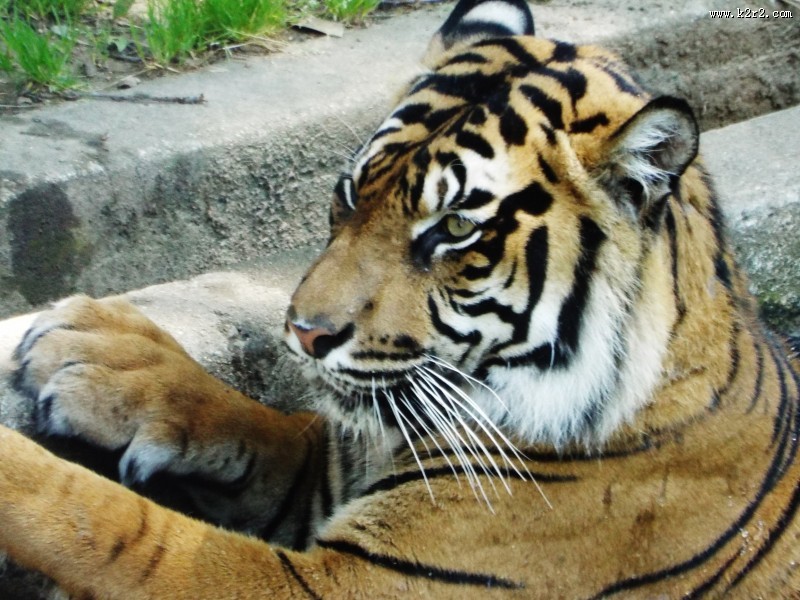 健壮的老虎图片